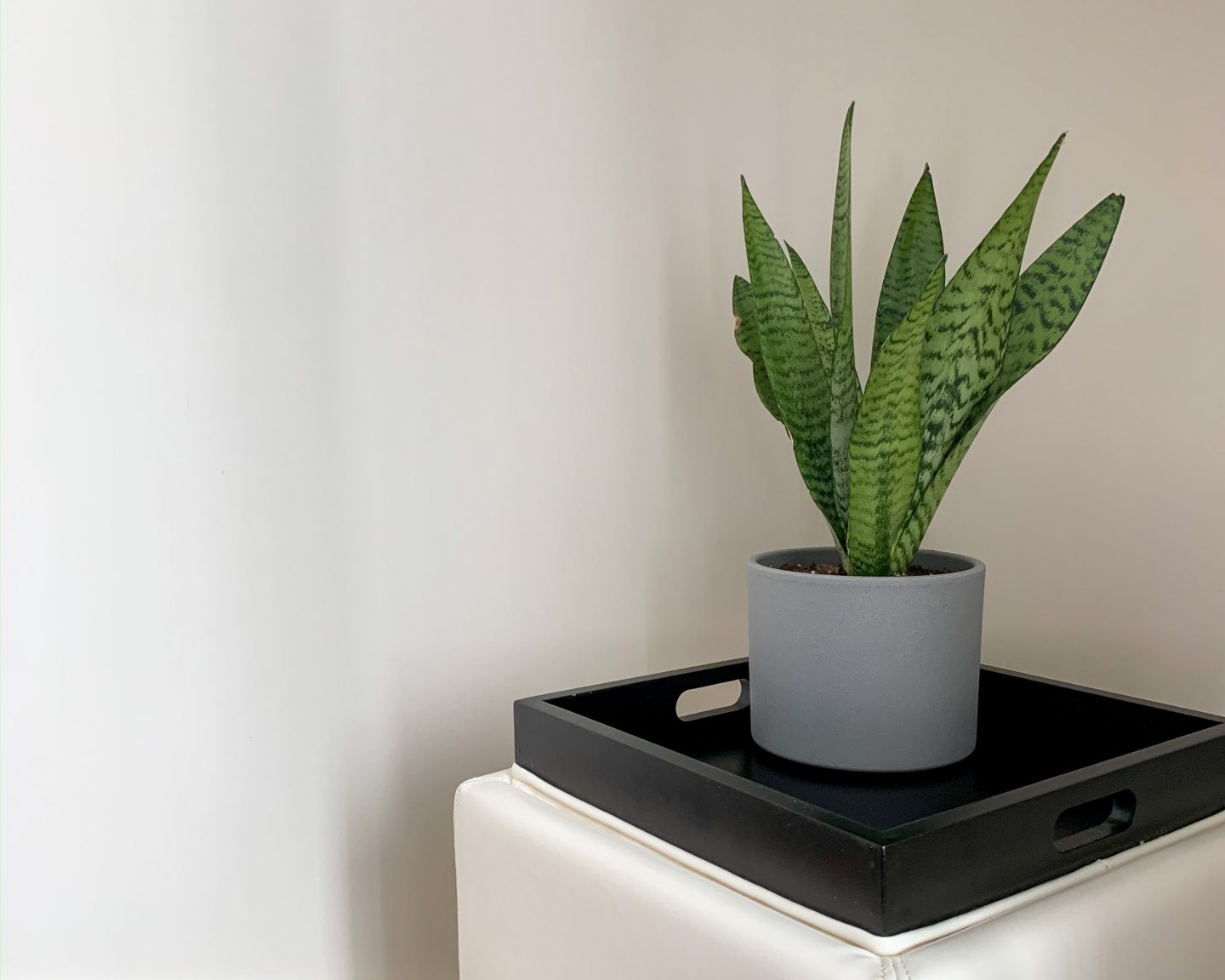 a quiet image with its direct focus on a small-sized snake plant in a grey pot, sitting on top of a small tabletop - one of my purchases in my low buy year