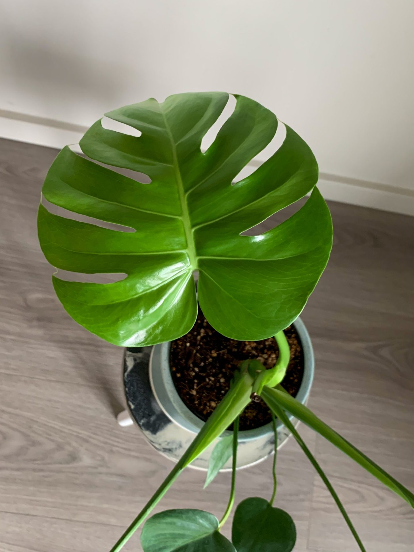 A Roundup of February 2021 Favourites - Plant growth on a Monstera Deliciosa