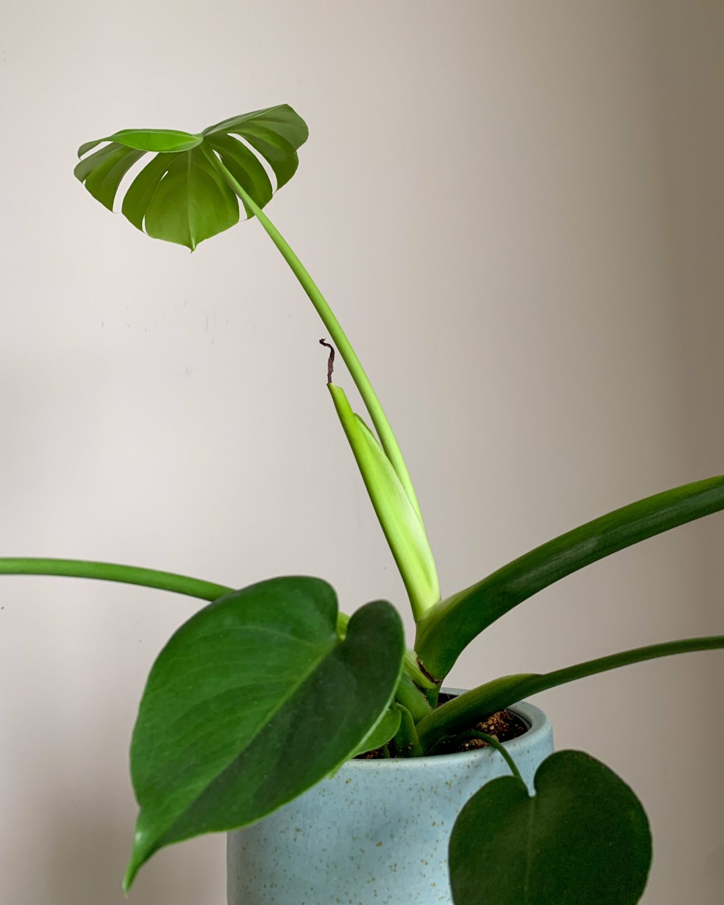 A Roundup of February 2021 Favourites - Plant growth on a Monstera Deliciosa